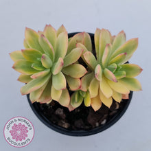 Load image into Gallery viewer, Echeveria Mini Bell Albo Variegata
