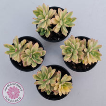 Load image into Gallery viewer, Echeveria Mini Bell Albo Variegata
