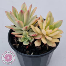 Load image into Gallery viewer, Echeveria Mini Bell Albo Variegata
