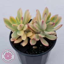 Load image into Gallery viewer, Echeveria Mini Bell Albo Variegata
