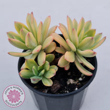 Load image into Gallery viewer, Echeveria Mini Bell Albo Variegata
