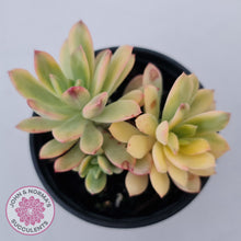 Load image into Gallery viewer, Echeveria Mini Bell Albo Variegata
