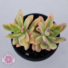 Load image into Gallery viewer, Echeveria Mini Bell Albo Variegata
