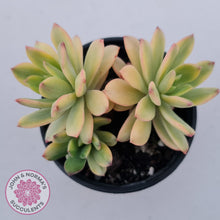 Load image into Gallery viewer, Echeveria Mini Bell Albo Variegata
