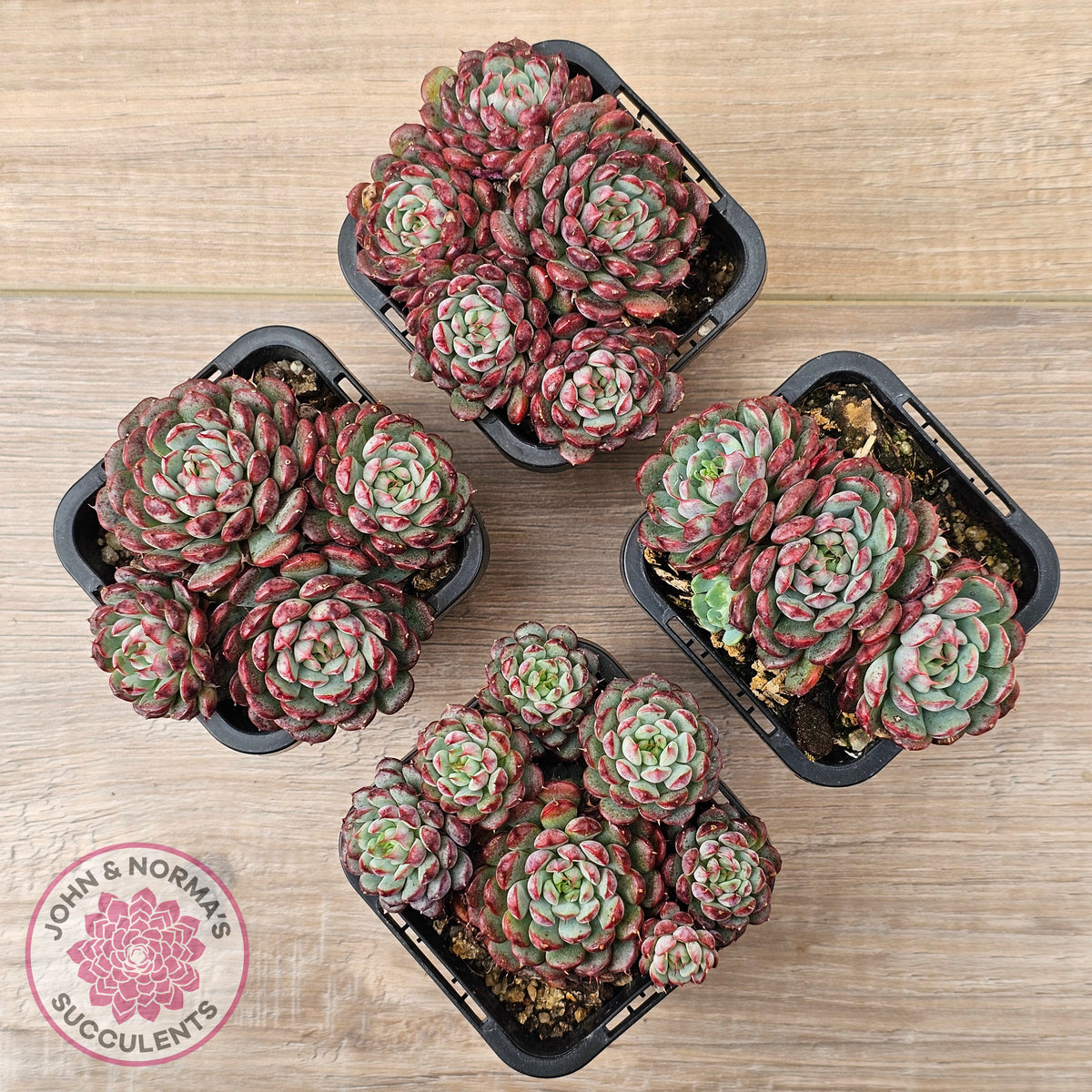 Echeveria minima