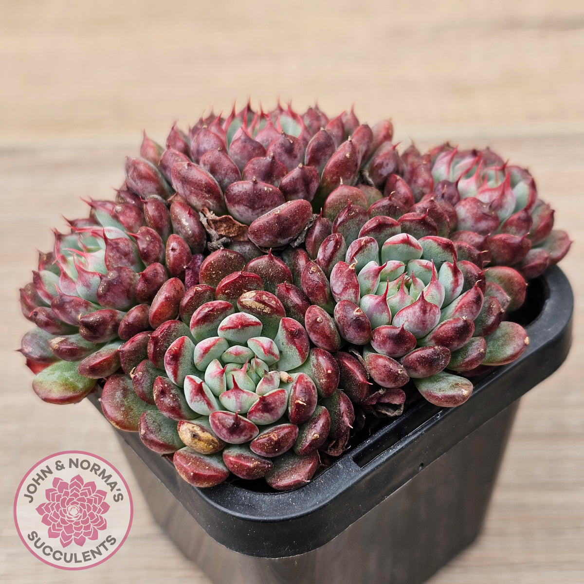 Echeveria minima