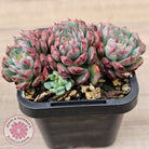 Echeveria minima