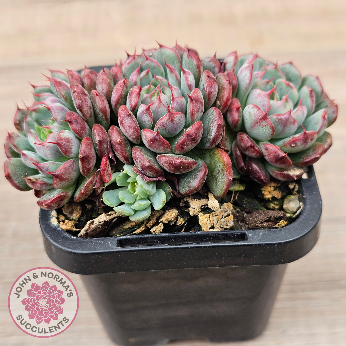 Echeveria minima