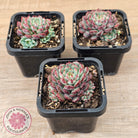 Echeveria minima