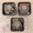 Echeveria minima