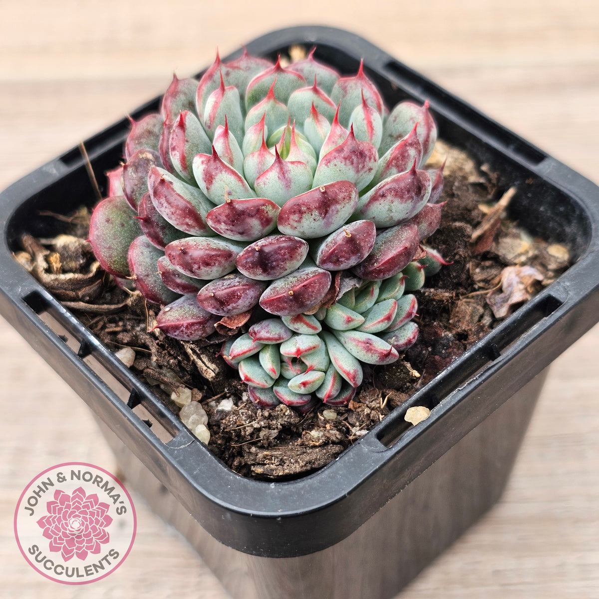 Echeveria minima