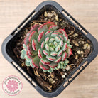 Echeveria minima