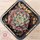 Echeveria minima