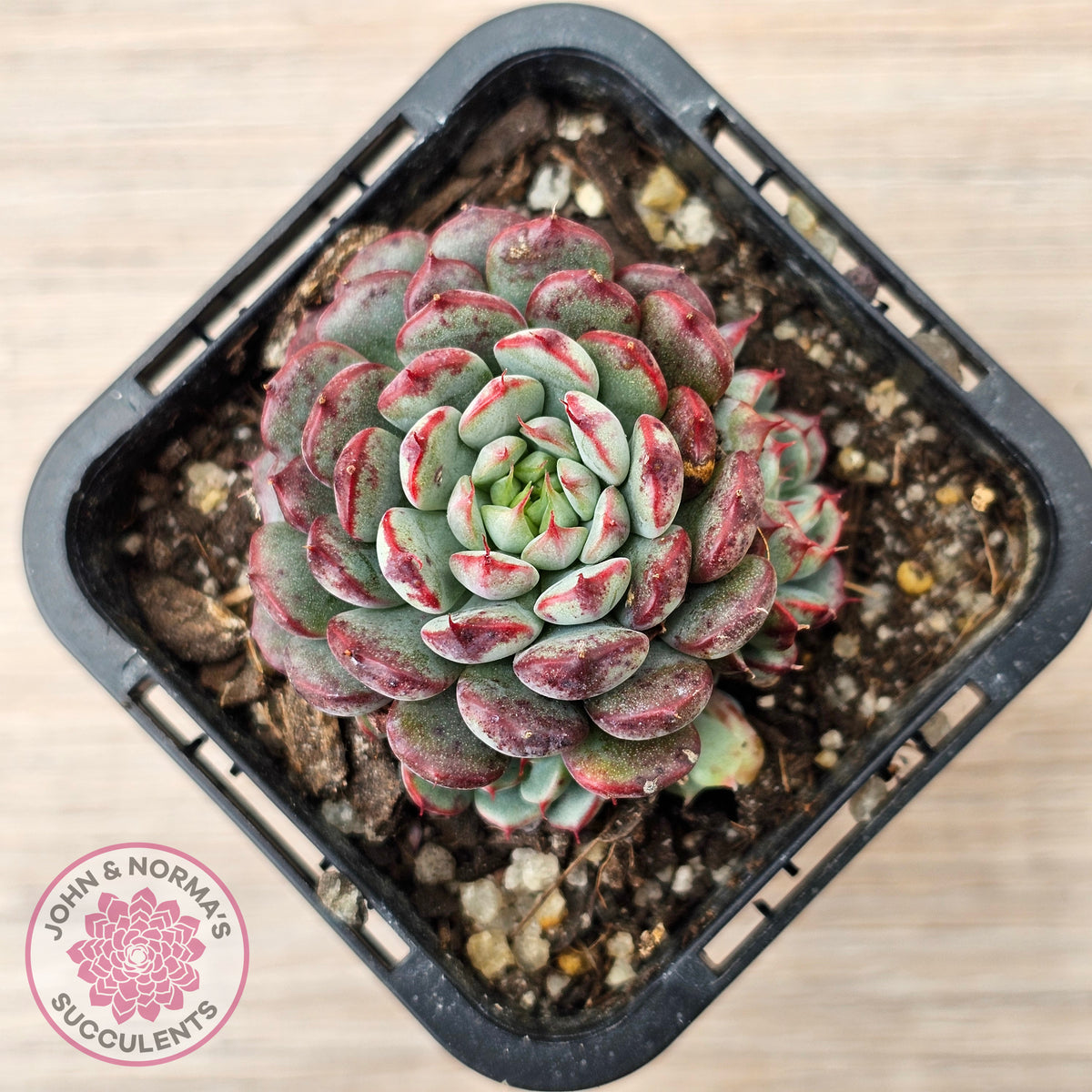 Echeveria minima