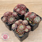 Echeveria minima