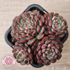 Echeveria minima