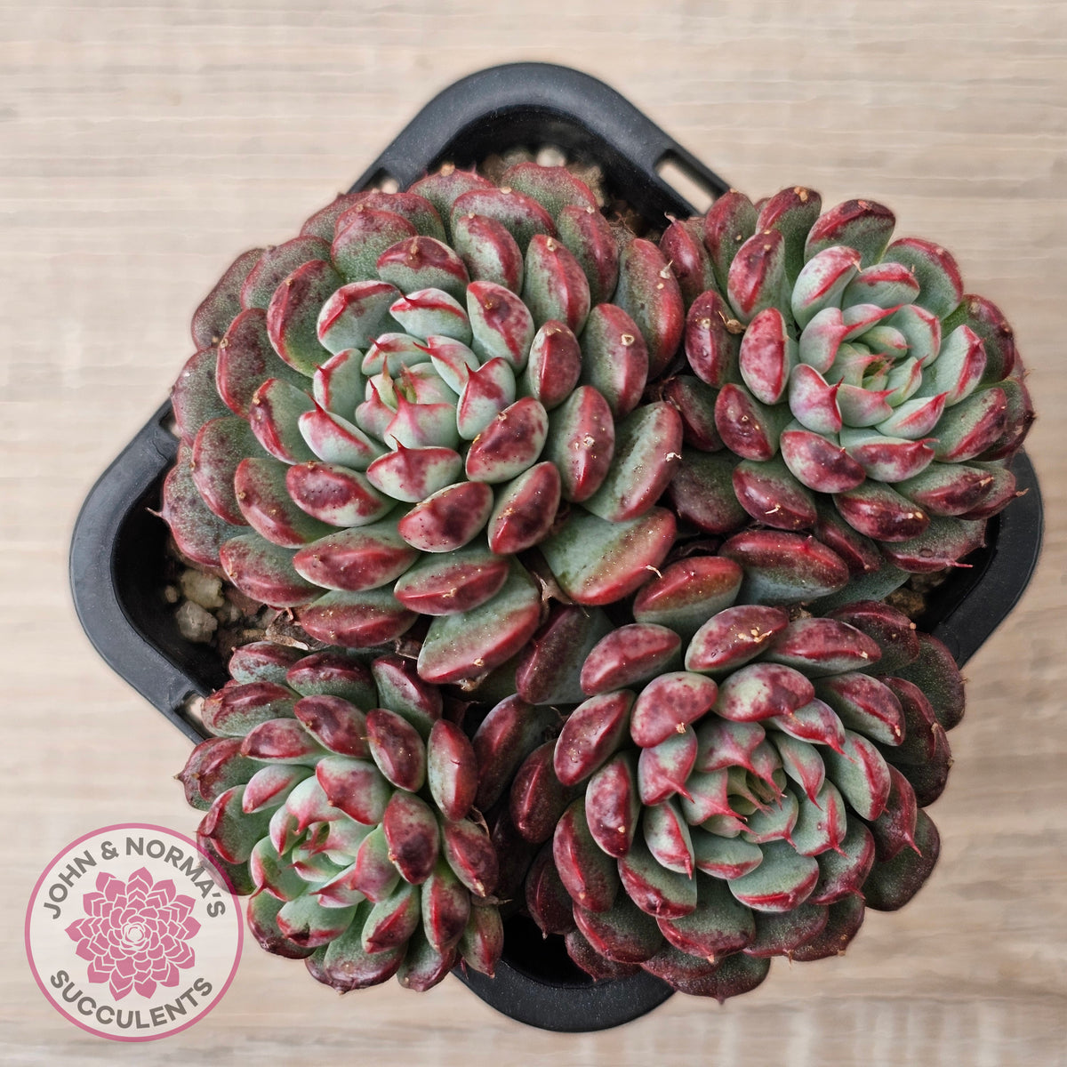 Echeveria minima