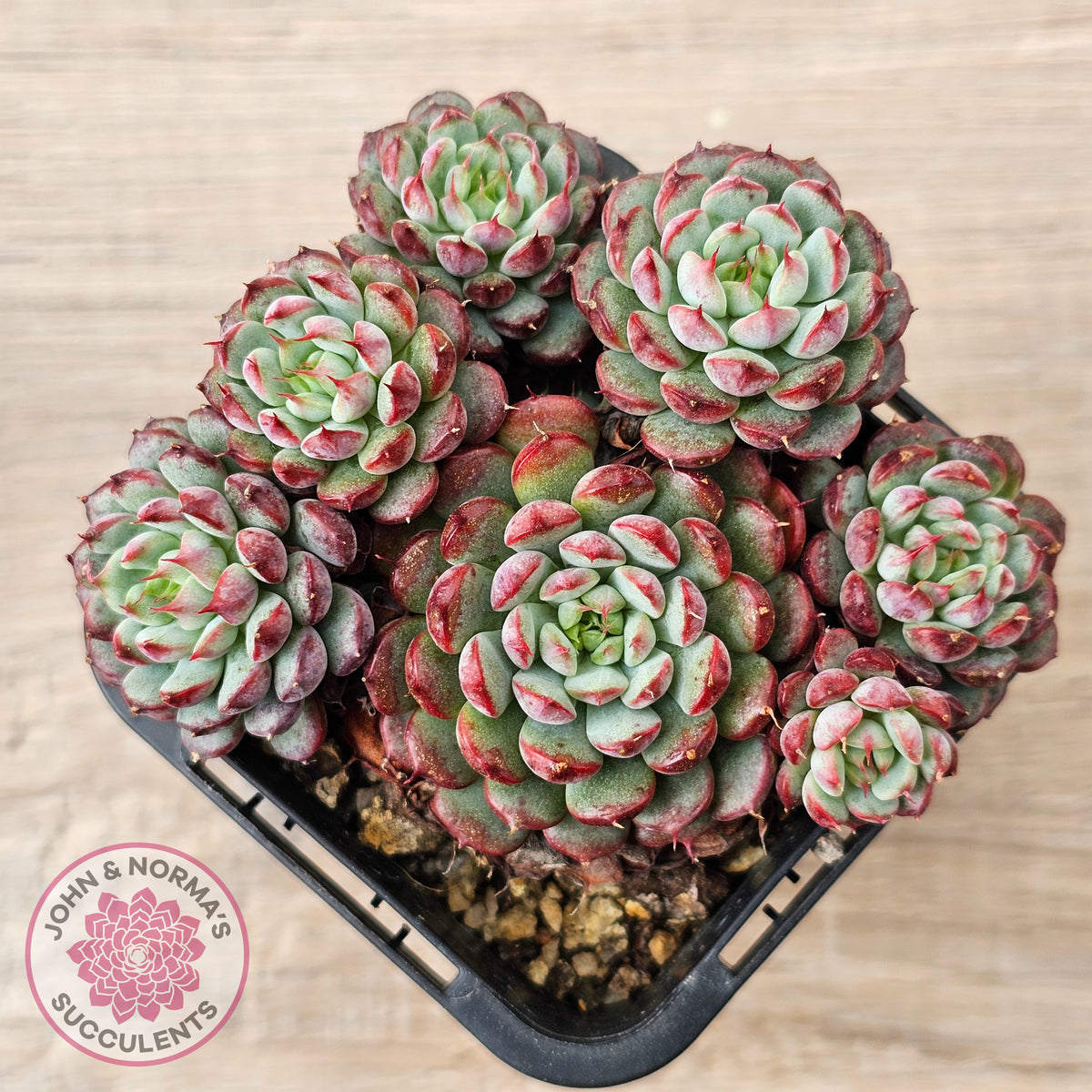 Echeveria minima