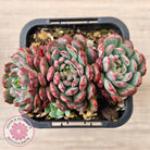 Echeveria minima