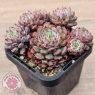 Echeveria minima