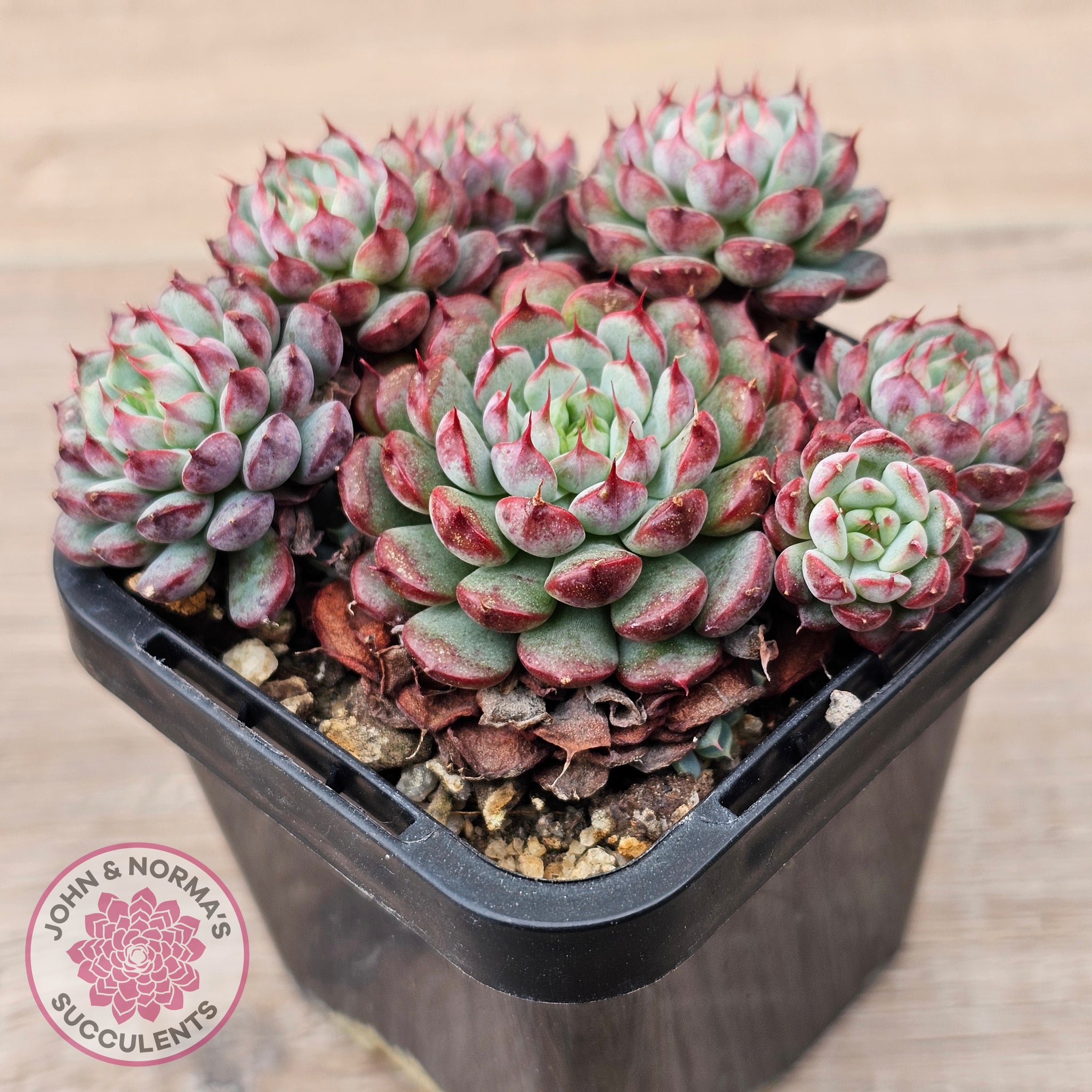 minima succulent Buy Echeveria minima Australia