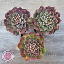 Load image into Gallery viewer, Echeveria 'Mohican' - Korean Form
