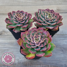 Load image into Gallery viewer, Echeveria 'Mohican' - Korean Form
