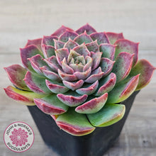 Load image into Gallery viewer, Echeveria 'Mohican' - Korean Form
