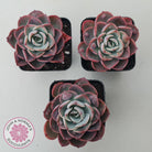 Echeveria 'Monica Drop'