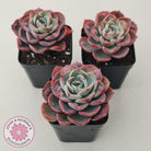 Echeveria 'Monica Drop'