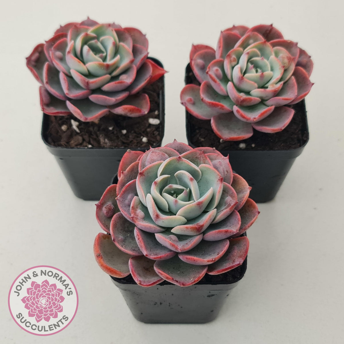 Echeveria 'Monica Drop'