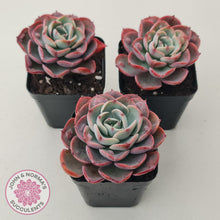 Load image into Gallery viewer, Echeveria &#39;Monica Drop&#39; - John &amp; Norma&#39;s Succulents Australia
