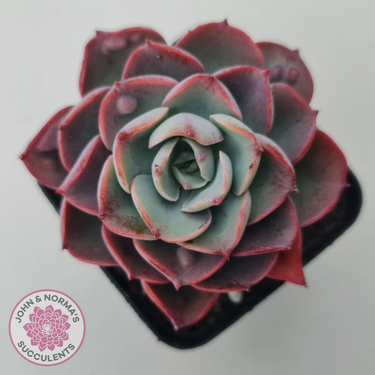 Echeveria 'Monica Drop'