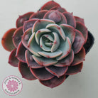 Echeveria 'Monica Drop'