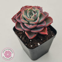 Load image into Gallery viewer, Echeveria &#39;Monica Drop&#39; - John &amp; Norma&#39;s Succulents Australia
