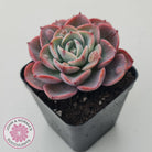 Echeveria 'Monica Drop'