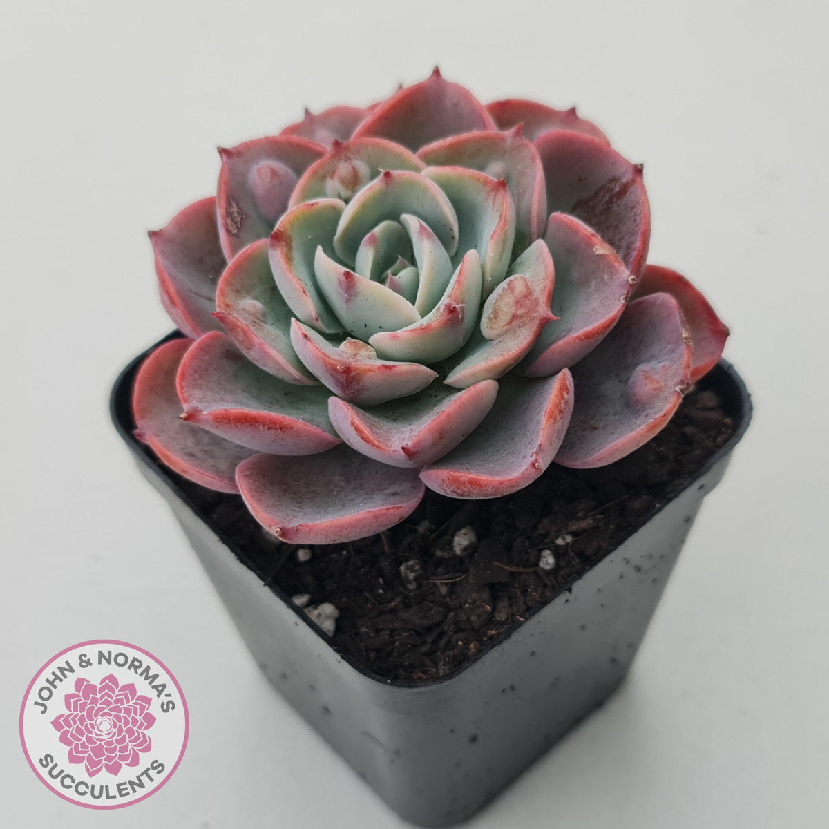 Echeveria 'Monica Drop'