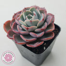 Echeveria 'Monica Drop'