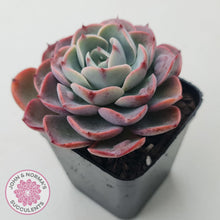 Load image into Gallery viewer, Echeveria &#39;Monica Drop&#39; - John &amp; Norma&#39;s Succulents Australia
