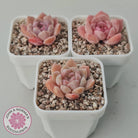 Echeveria 'Monroe Angel'