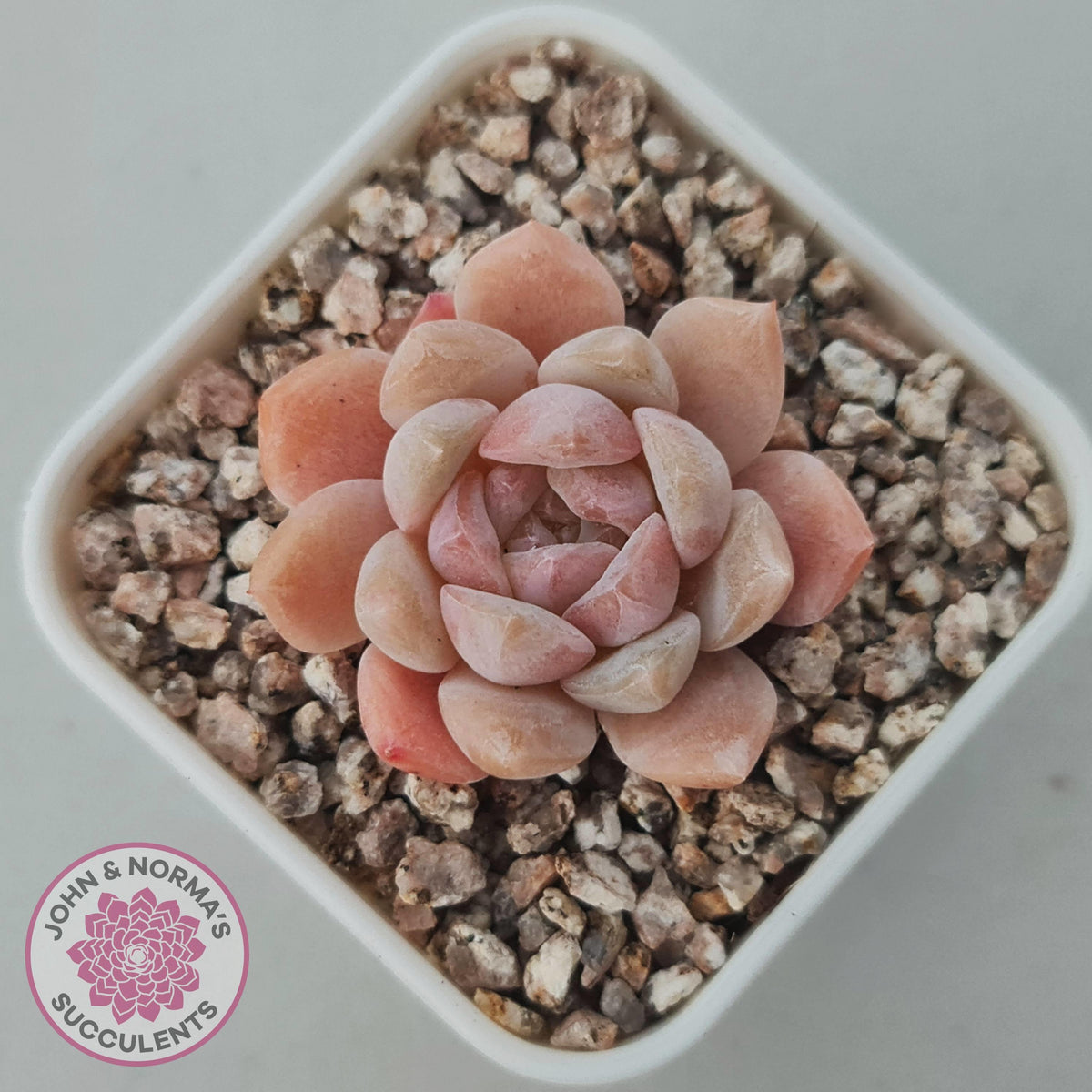 Echeveria 'Monroe Angel'