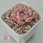 Echeveria 'Monroe Angel'