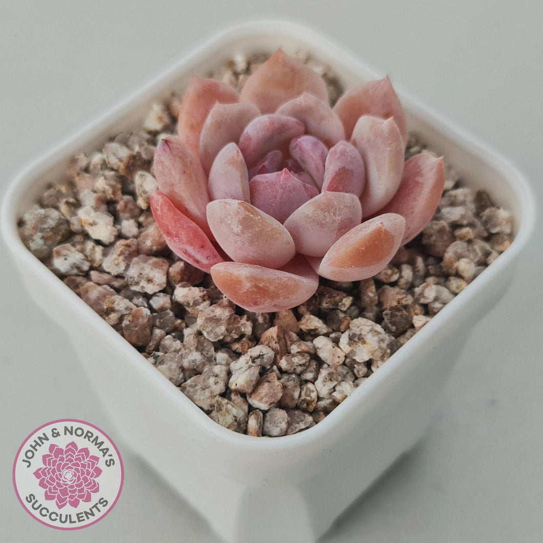 Echeveria 'Monroe Angel' - John & Norma's Succulents Australia