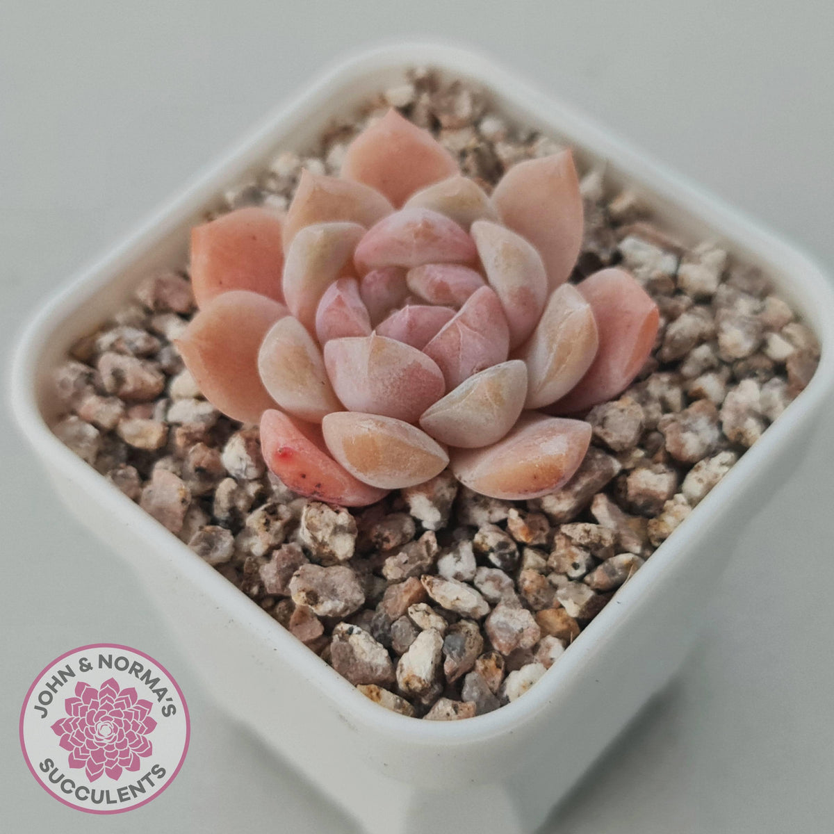 Echeveria 'Monroe Angel'