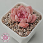 Echeveria 'Monroe Angel'