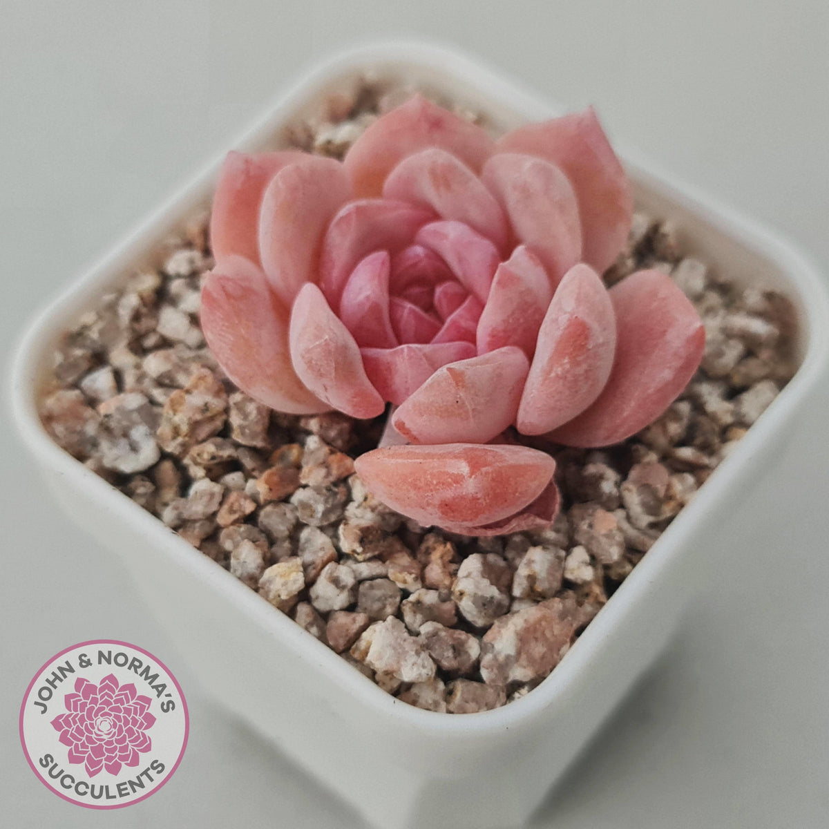 Echeveria 'Monroe Angel'