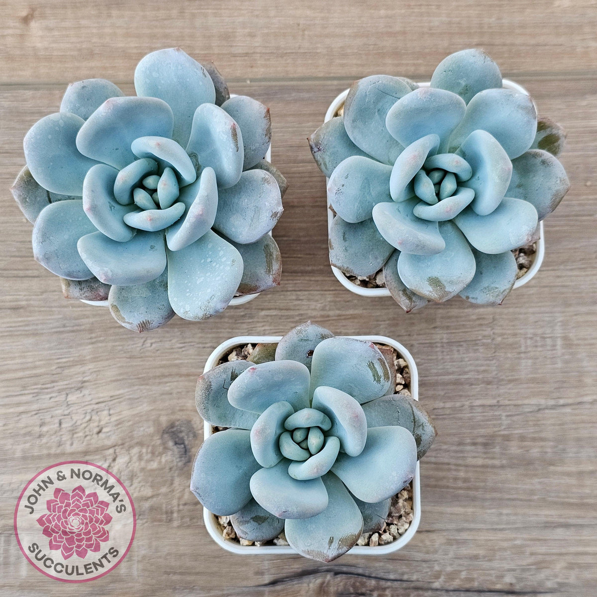 Echeveria 'Monroe Queen'