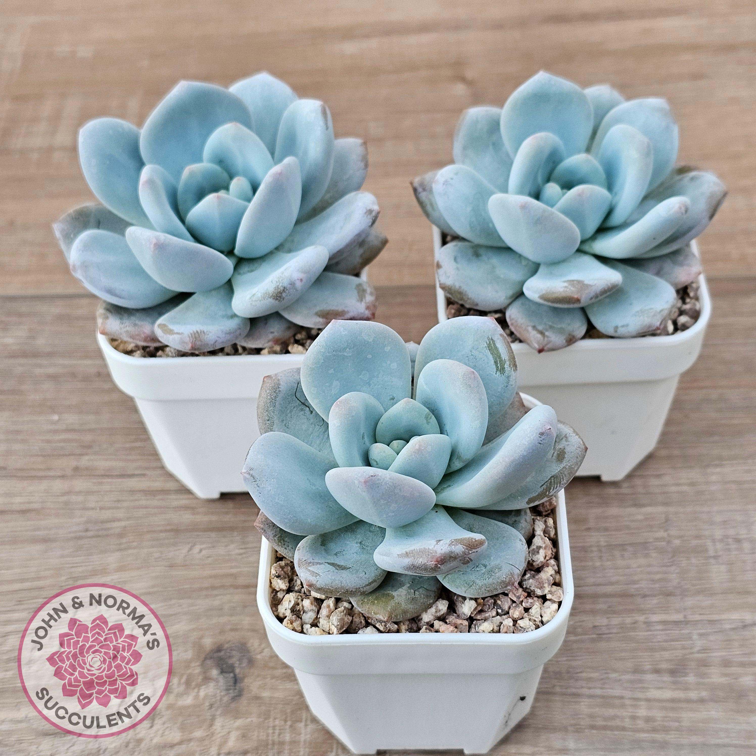 Buy Echeveria 'Monroe Queen' Australia | Quality Succulent Plant