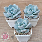 Echeveria 'Monroe Queen'