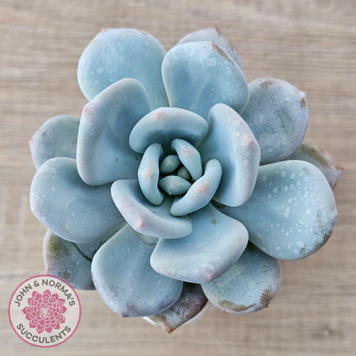 Echeveria 'Monroe Queen' - John & Norma's Succulents Australia